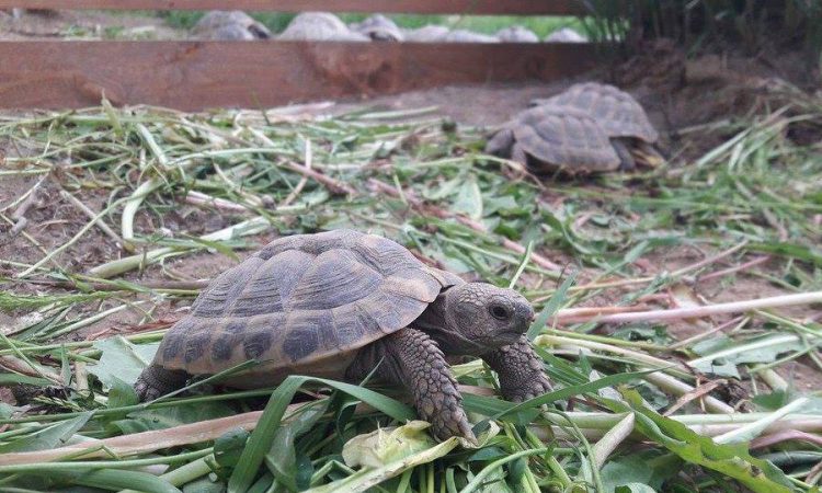 Korpavári Állatsimogató és Teknősfarm